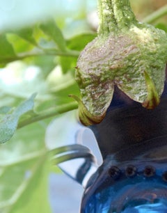 "Eggplant", Contemporary, Garden, Nature, Purple, Color Photograph