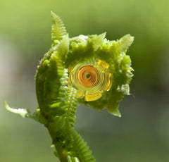 "Fiddlehead", Contemporary, Fern, Nature, Green, Color Photograph