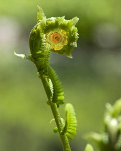 "Fiddlehead", Contemporary, Fern, Nature, Green, Color Photograph