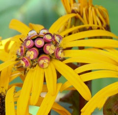 "Flowerbead", Contemporary, Garden, Blossoms, Yellow, Red, Color Photograph