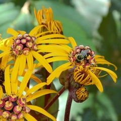 "Flowerbead", Contemporary, Garden, Blossoms, Yellow, Red, Color Photograph