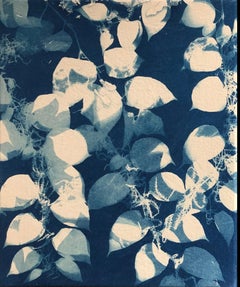 "Knotweed", contemporary, leaves, branches, blue, cyanotype, photograph