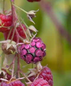 "Raspberry", Contemporary, Garden, Red, Color Photograph