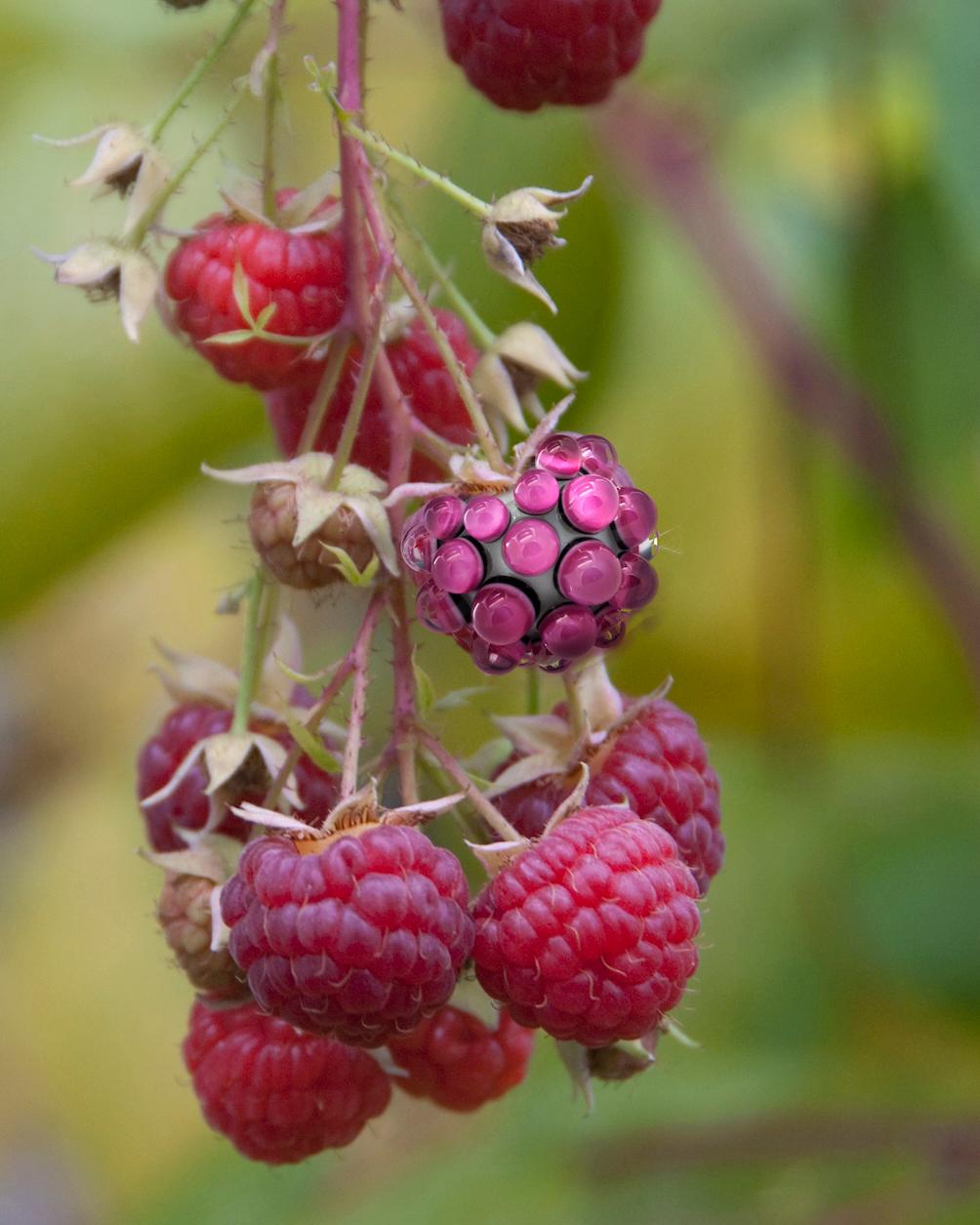 “Raspberry” is a photograph of red raspberries, ripening in a garden, that is transformed by the inclusion the image of a handcrafted glass bead. The 16 x 20 inch print on aluminum, part of photographer Marie Craig’s “PhotoSynthesis” series,