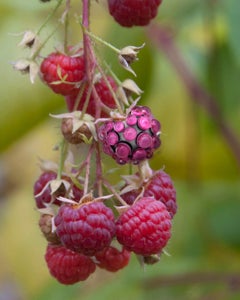 "Raspberry", Contemporary, Garden, Red, Color Photograph