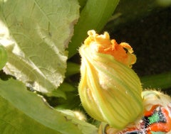 "Squash Blossom", Contemporary, Garden, Nature, Yellow, Color Photograph