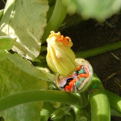 "Squash Blossom", Contemporary, Garden, Nature, Yellow, Color Photograph