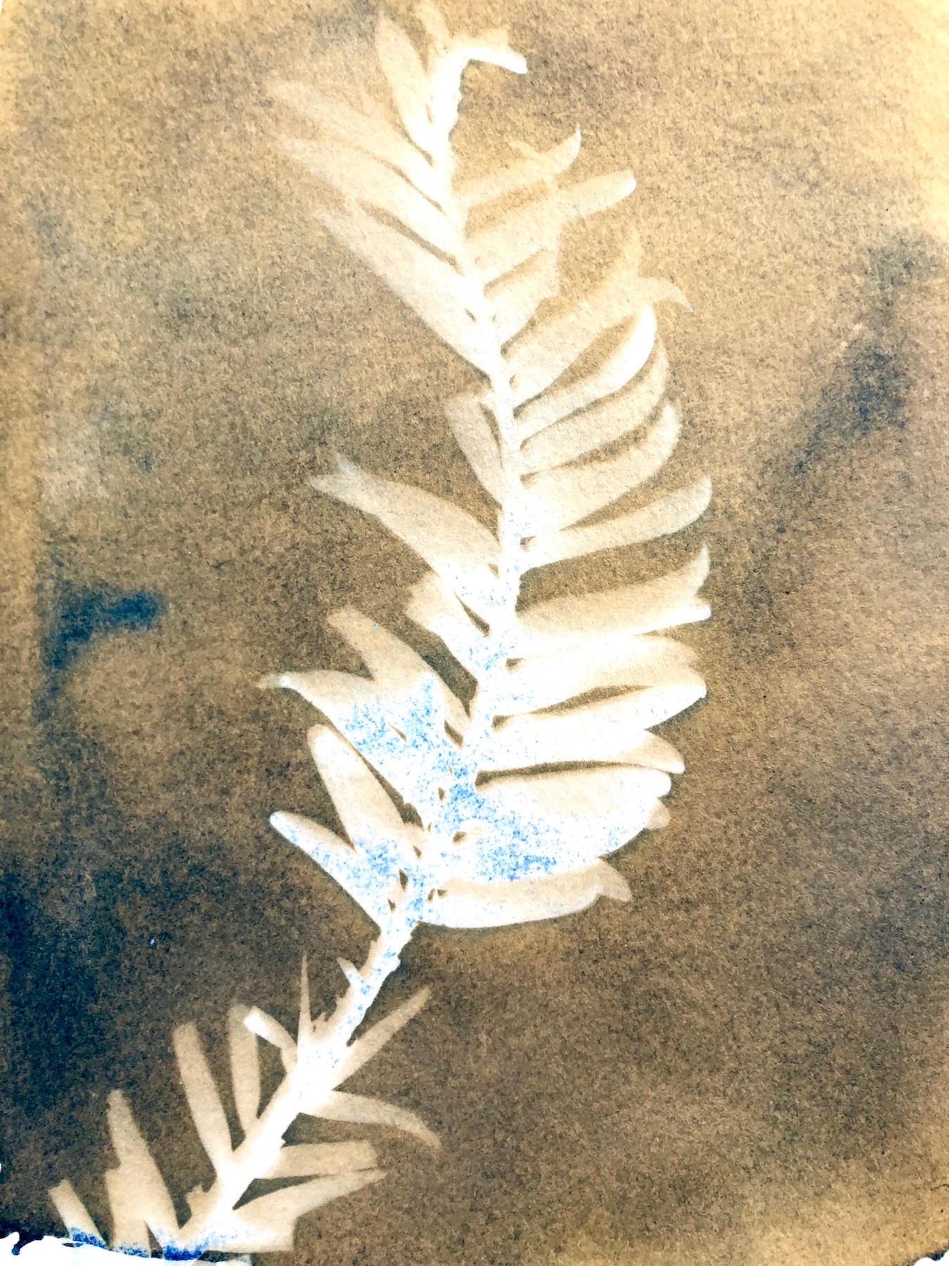 "Wolemi Pine 2", contemporary, yellow, trees, forests, cyanotype, photograph