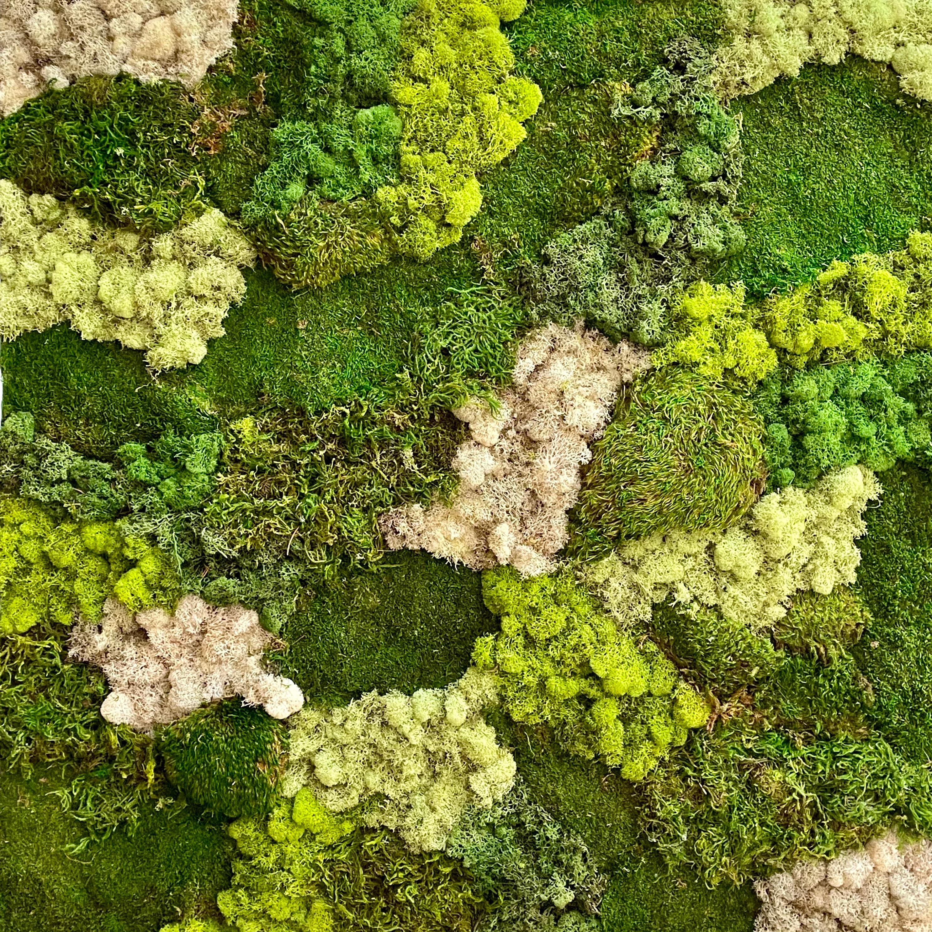 Viridi #54- abstract preserved care free moss wall composition green white - Mixed Media Art by Marie Laforey