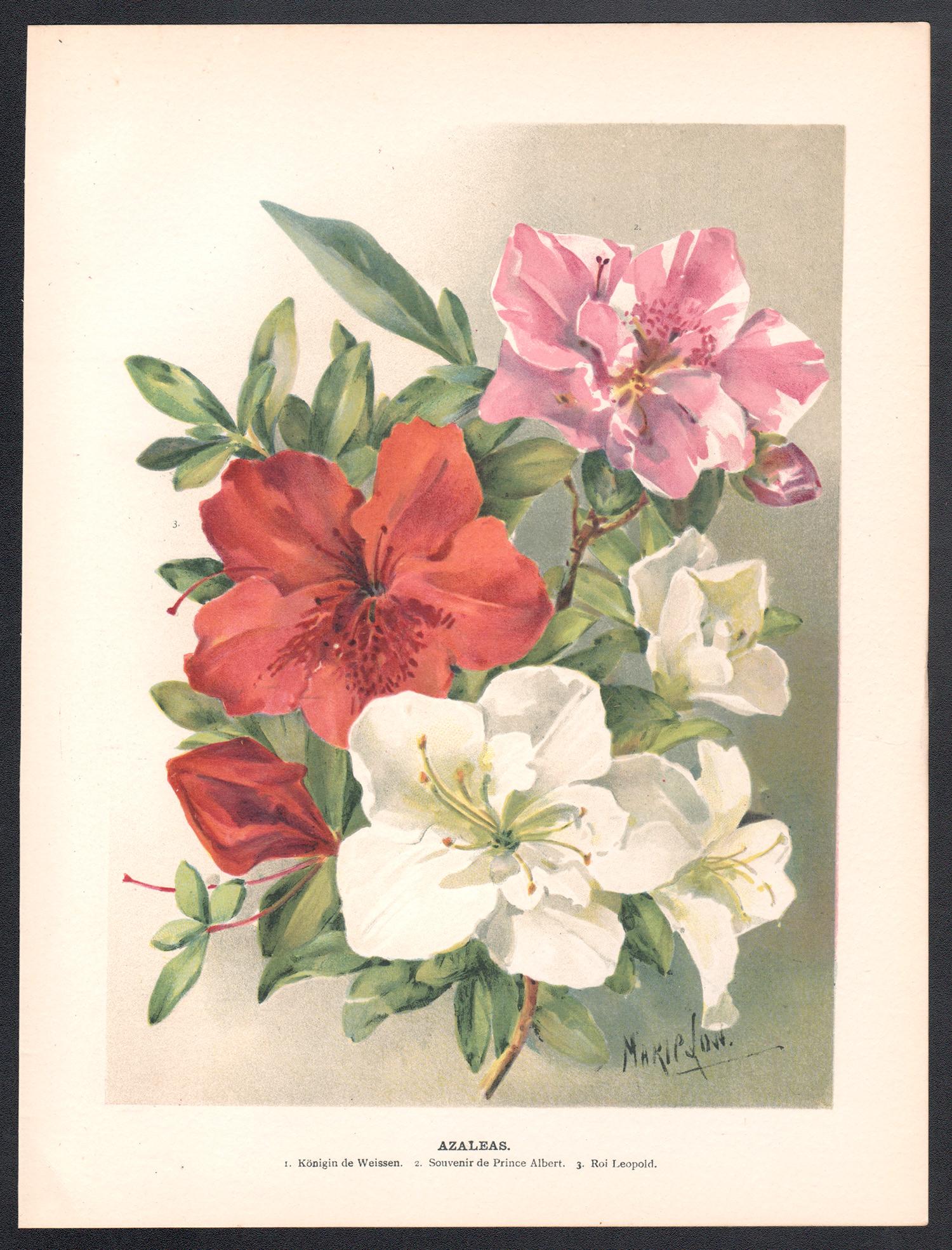Azaleas, cromolitografía botánica de flores antiguas inglesas, 1896 - Print de Marie Low