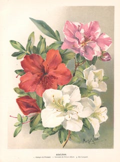 Azaleas, English Antique flower botanical chromolithograph, 1896
