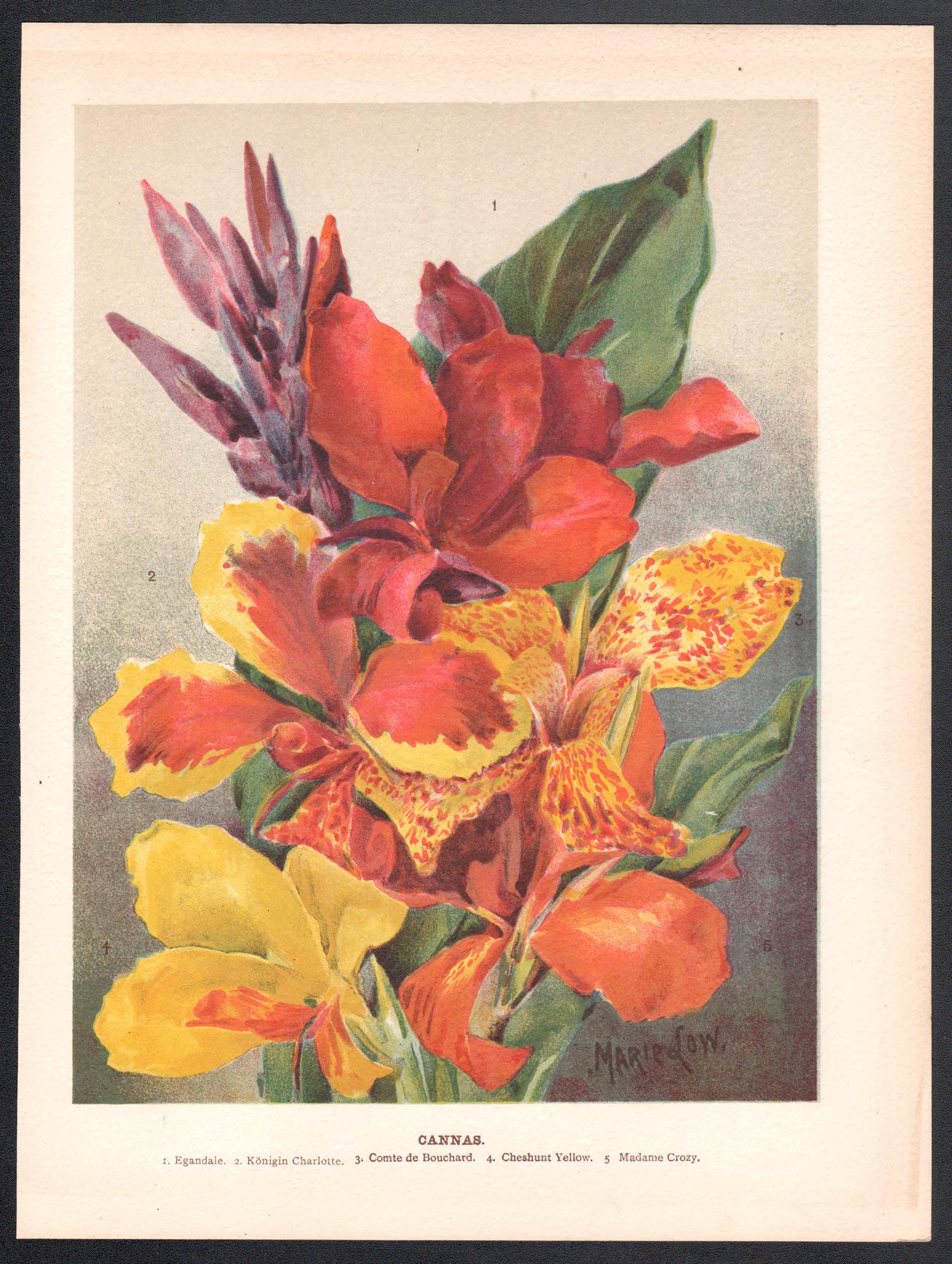 Cannas, cromolitografia botanica inglese di fiori antichi, 1896 - Print di Marie Low