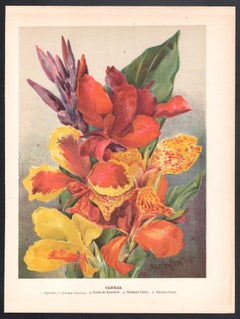 Cannas, English antique flower botanical chromolithograph, 1896