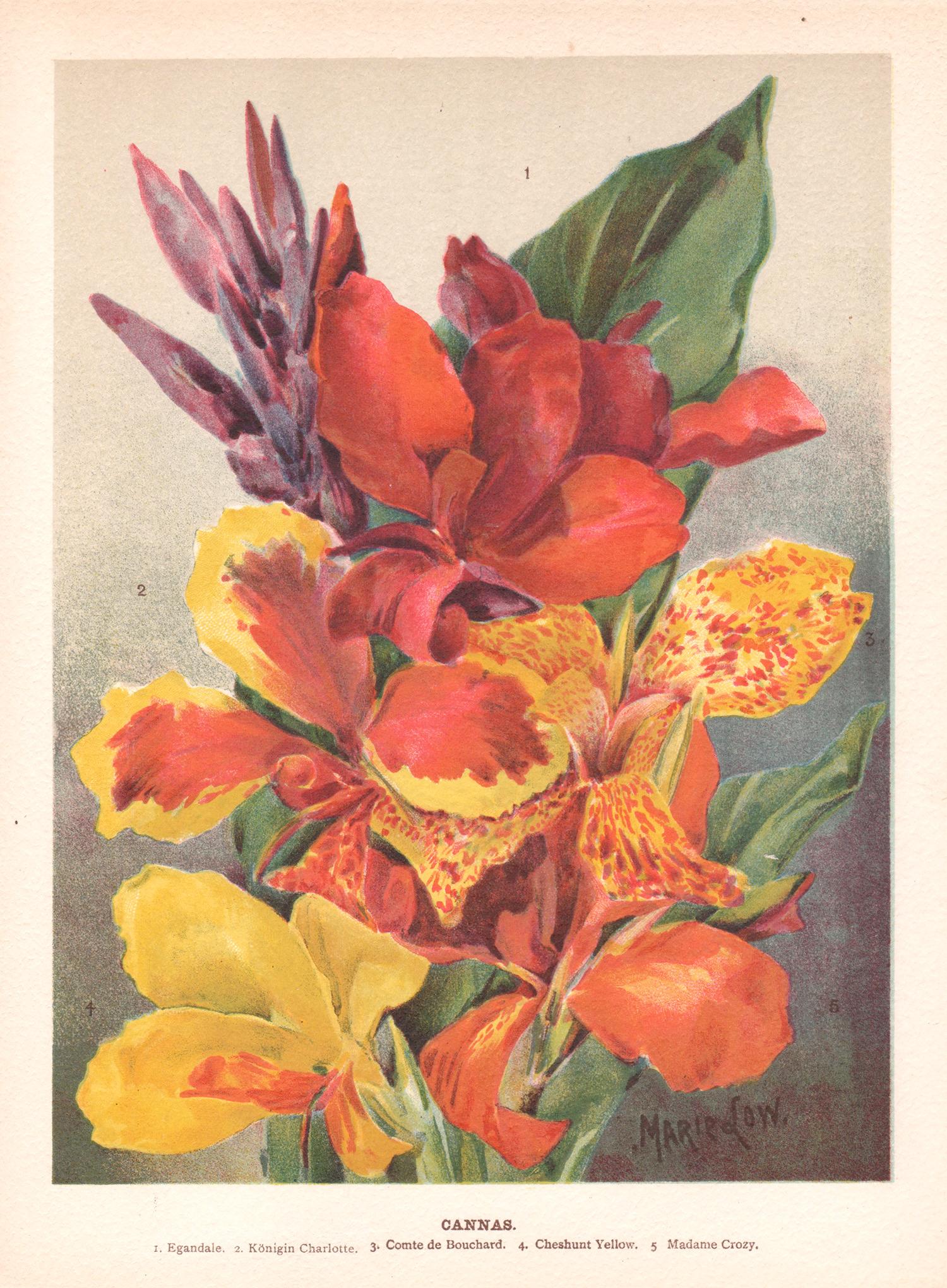 Print di Marie Low - Cannas, cromolitografia botanica inglese di fiori antichi, 1896