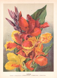 Cannas, English antique flower botanical chromolithograph, 1896