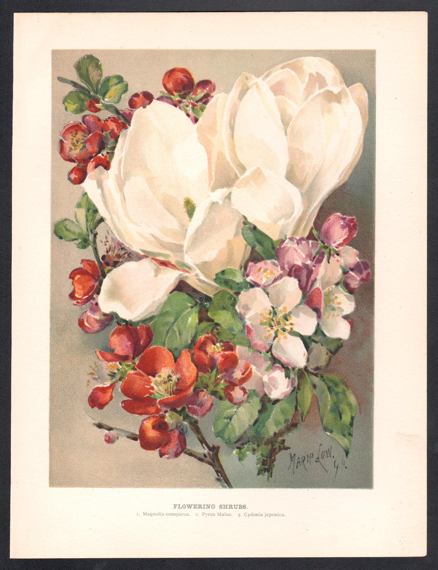 Arbustos en flor, cromolitografía inglesa antigua de flores, 1896 - Print de Marie Low