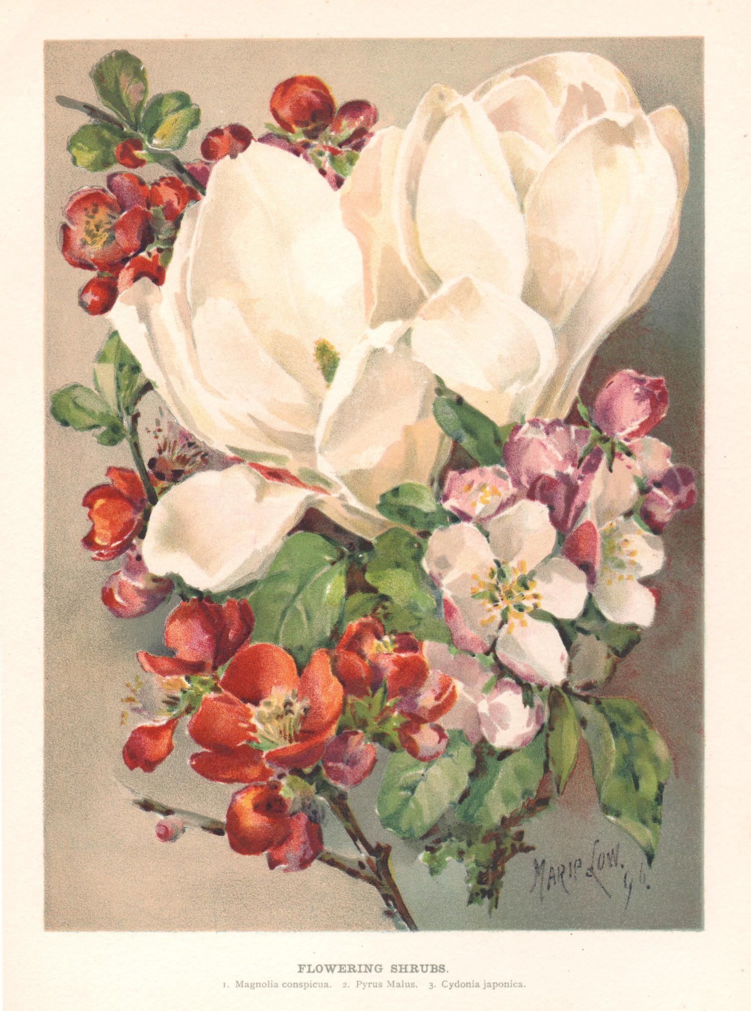 Still-Life Print de Marie Low - Arbustos en flor, cromolitografía inglesa antigua de flores, 1896