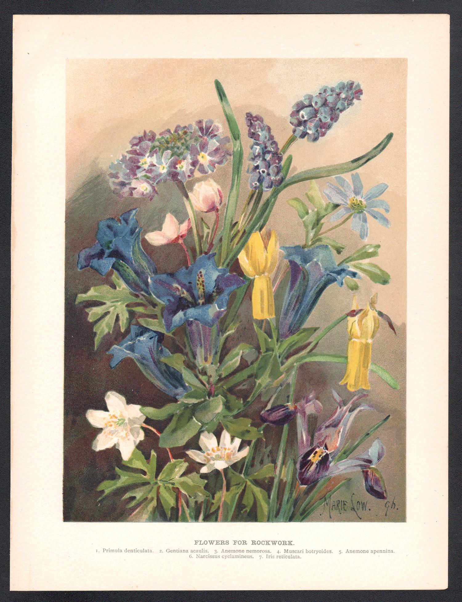 Flowers for Rockwork, antica cromolitografia floreale inglese, 1896 - Print di Marie Low