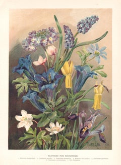 Flowers for Rockwork, antica cromolitografia floreale inglese, 1896