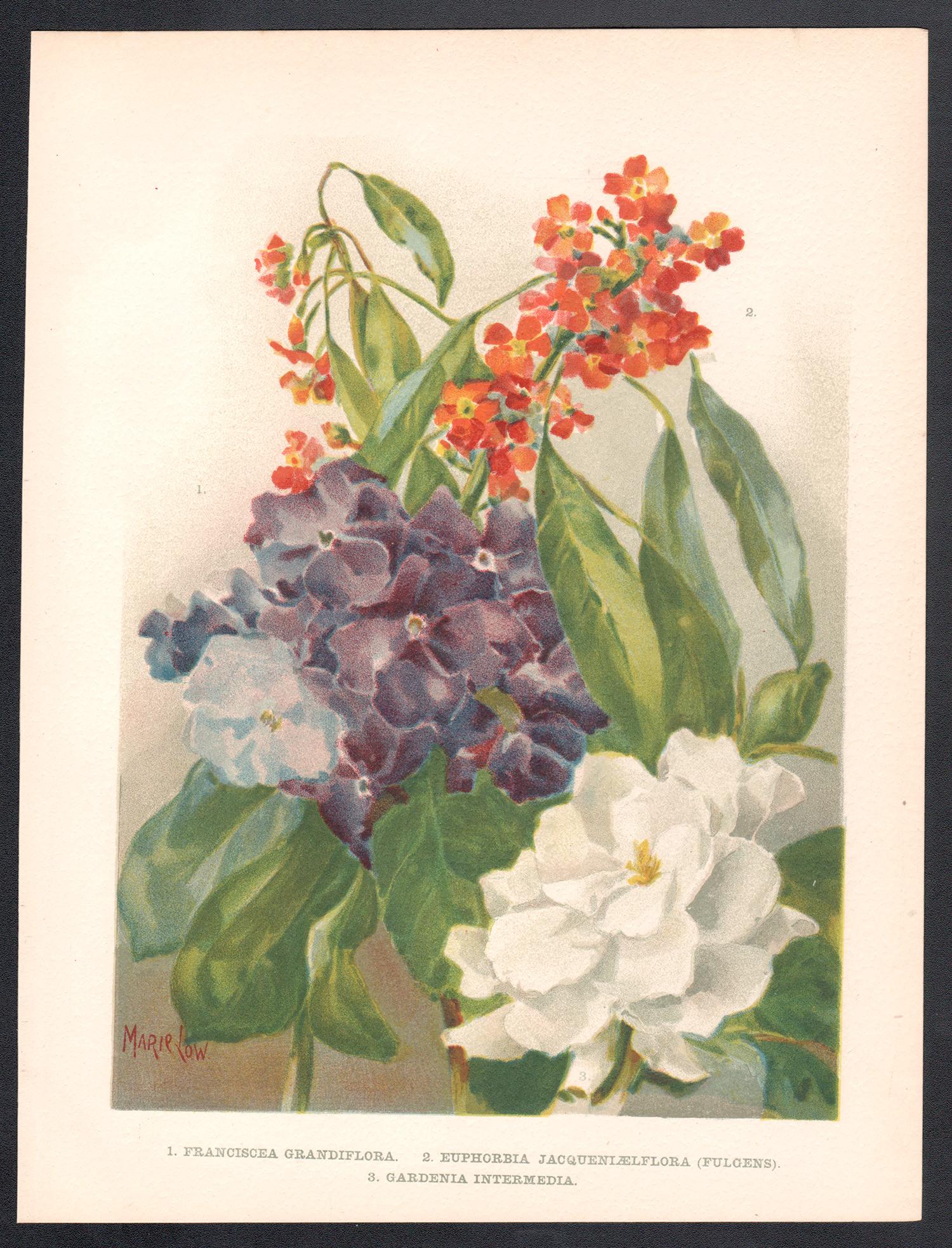 Franciscea Grandiflora, cromolitografía inglesa antigua de flores, 1896 - Print de Marie Low