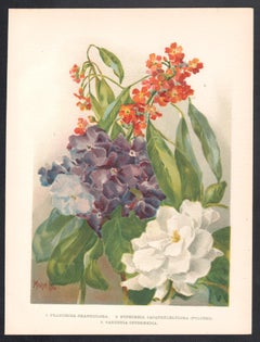 Franciscea Grandiflora, English antique flower chromolithograph, 1896
