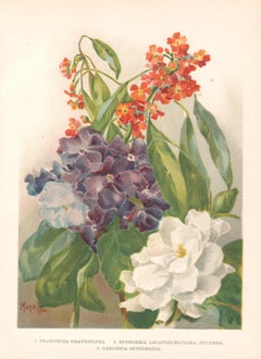 Franciscea Grandiflora, English antique flower chromolithograph, 1896