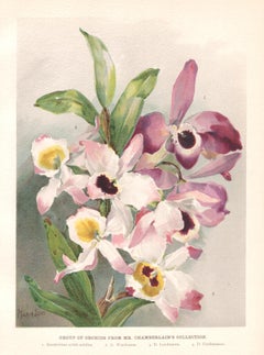 Group of Orchids, English antique flower botanical chromolithograph, 1896
