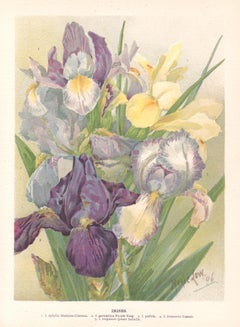 Irises, English antique flower botanical chromolithograph, 1896