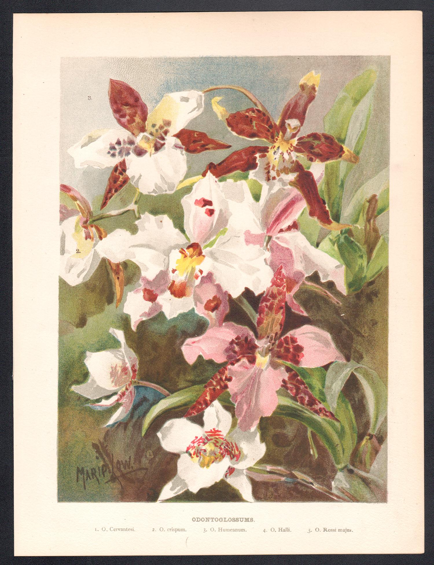 Odontoglossums, antica cromolitografia botanica inglese di orchidee da fiore, 1896 - Print di Marie Low