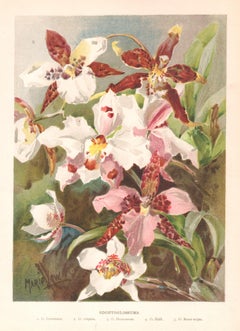 Odontoglossums, English antique flower orchid botanical chromolithograph, 1896