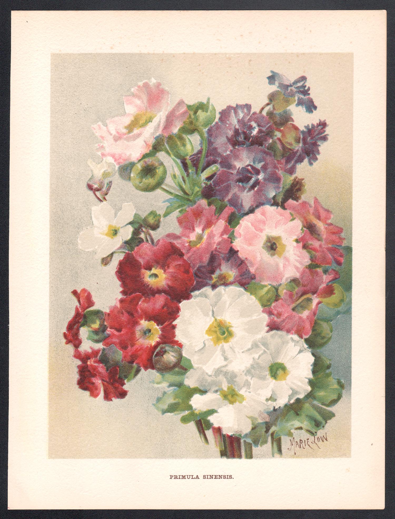 Primula Sinensis, cromolitografía de una flor antigua inglesa, 1896 - Print de Marie Low