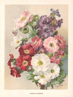 Primula Sinensis, English antique flower chromolithograph, 1896