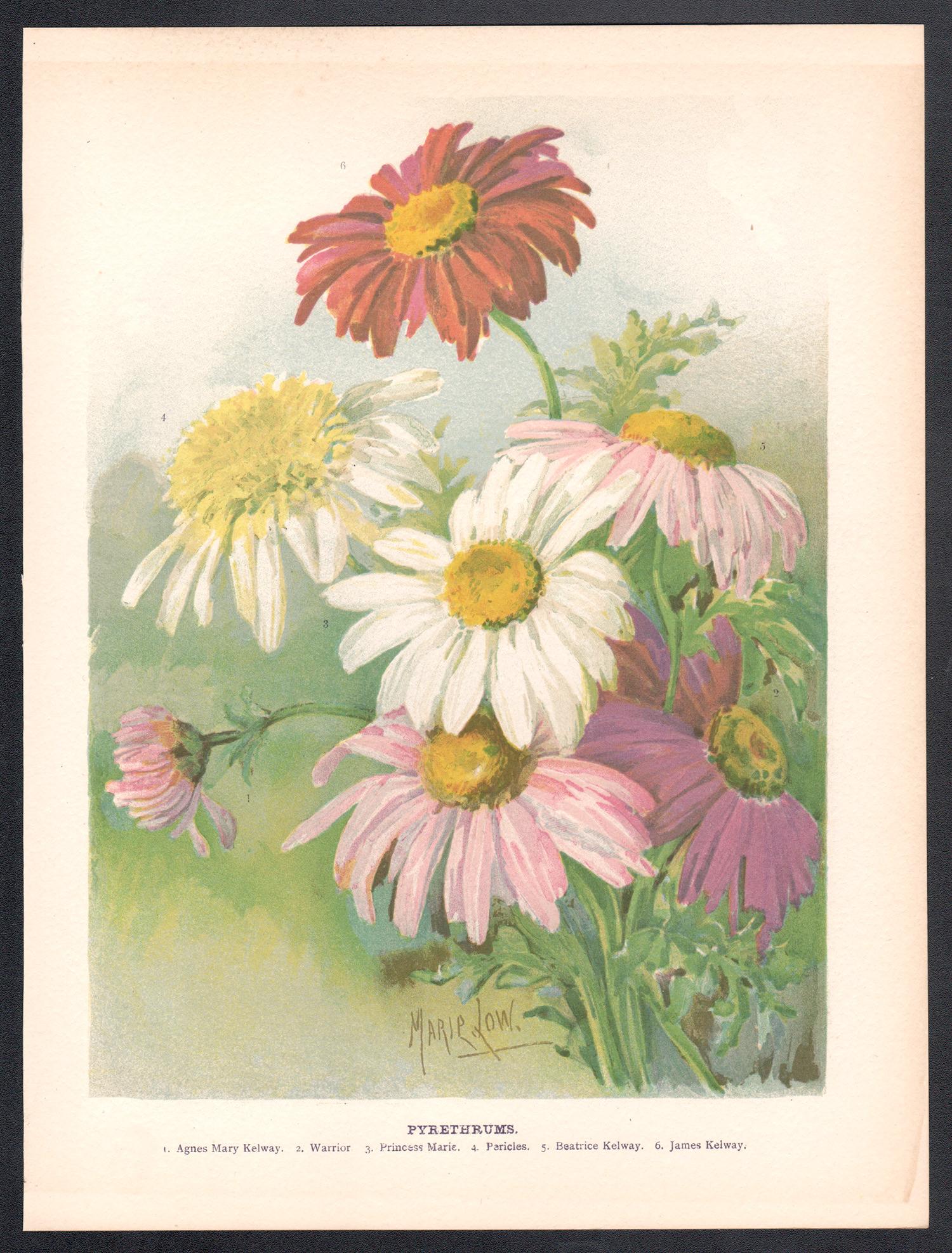 Piretros, cromolitografía botánica de flores antiguas inglesas, 1896 - Print de Marie Low
