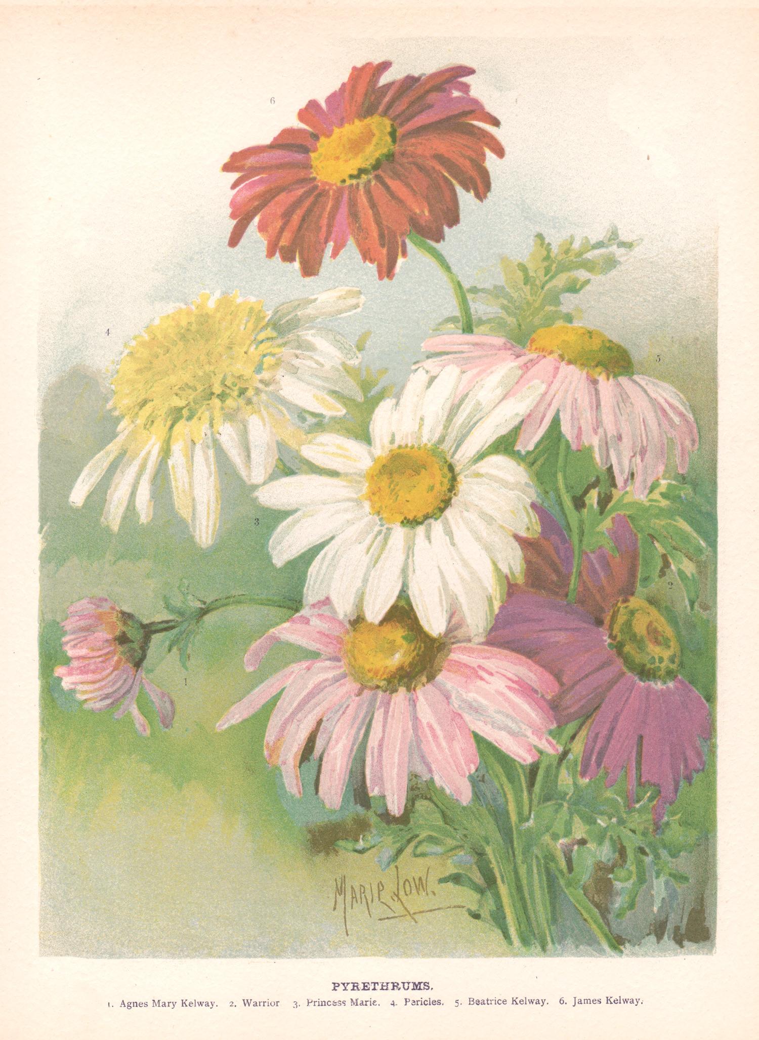 Still-Life Print de Marie Low - Piretros, cromolitografía botánica de flores antiguas inglesas, 1896