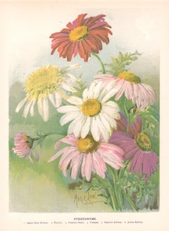 Pyrethrums, English Antique flower botanical chromolithograph, 1896