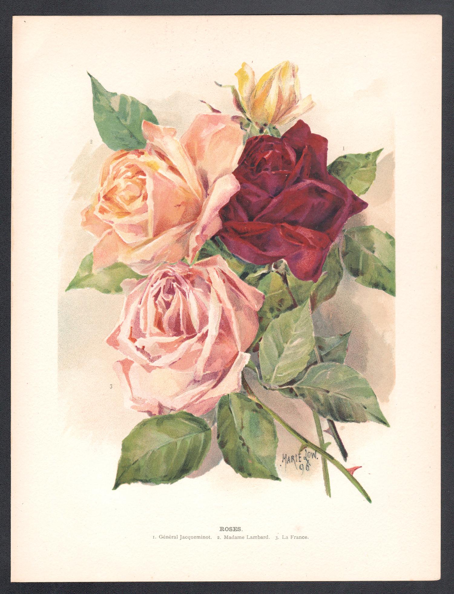 Roses, englische antike Blumen botanische Chromolithographie mit Blumenmotiven, 1896 – Print von Marie Low