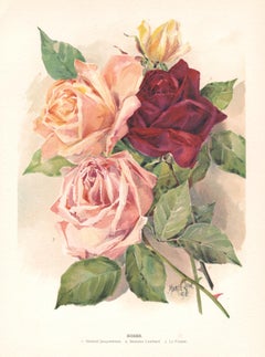 Roses, English antique flower botanical chromolithograph, 1896