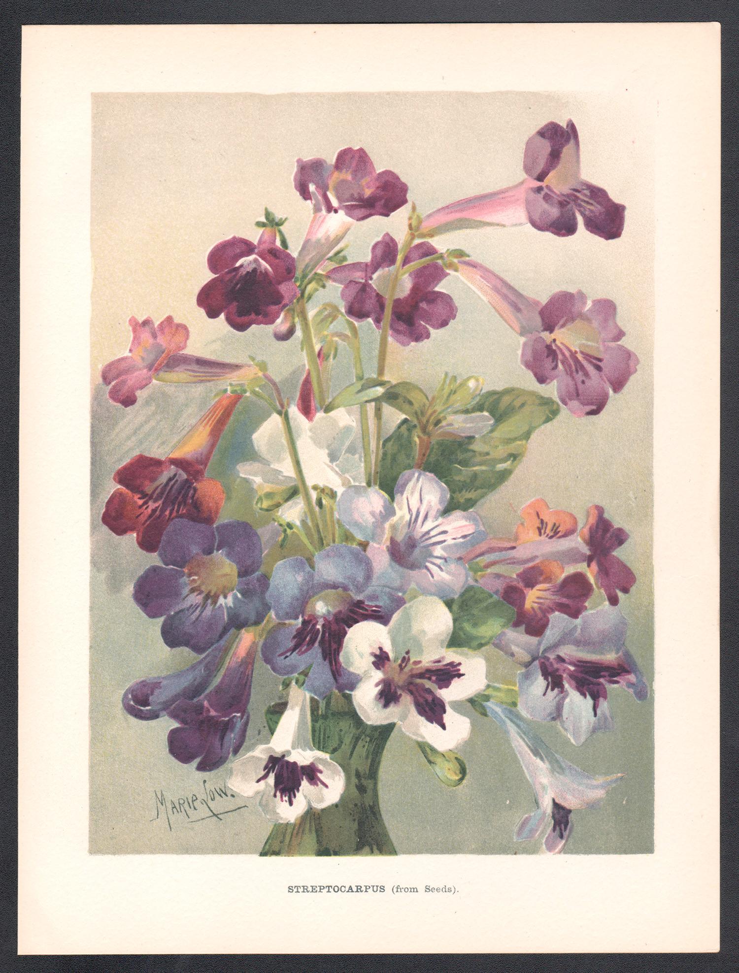 Streptocarpus, cromolitografía botánica de flores antiguas inglesas, 1896 - Print de Marie Low