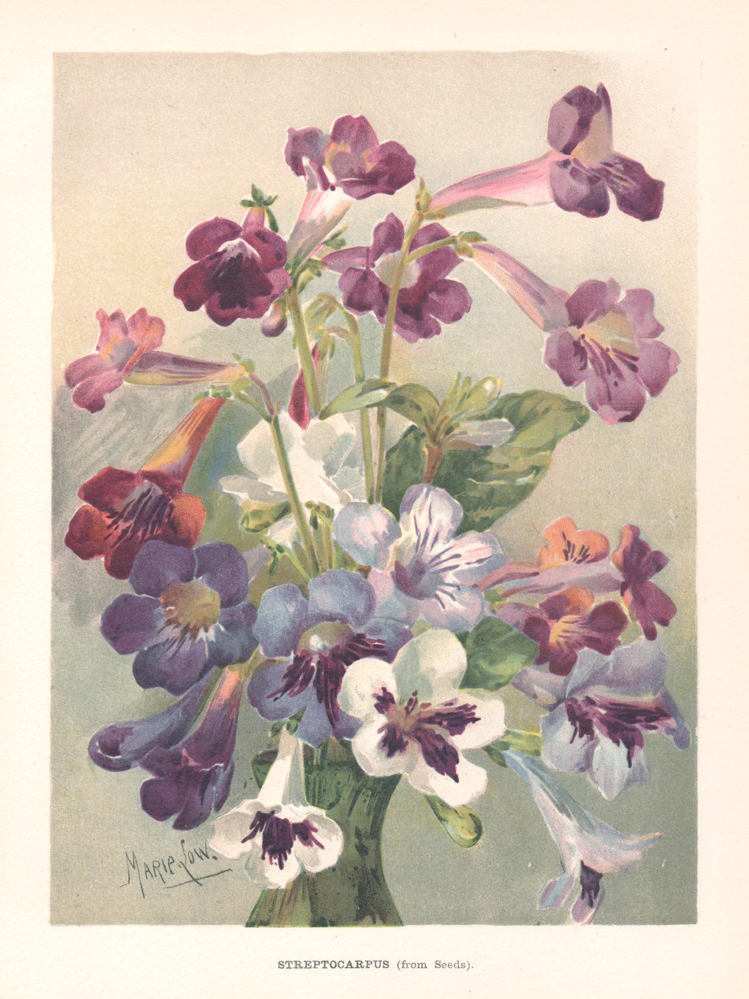Print de Marie Low - Streptocarpus, cromolitografía botánica de flores antiguas inglesas, 1896