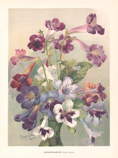 Streptocarpus, English Antique flower botanical chromolithograph, 1896