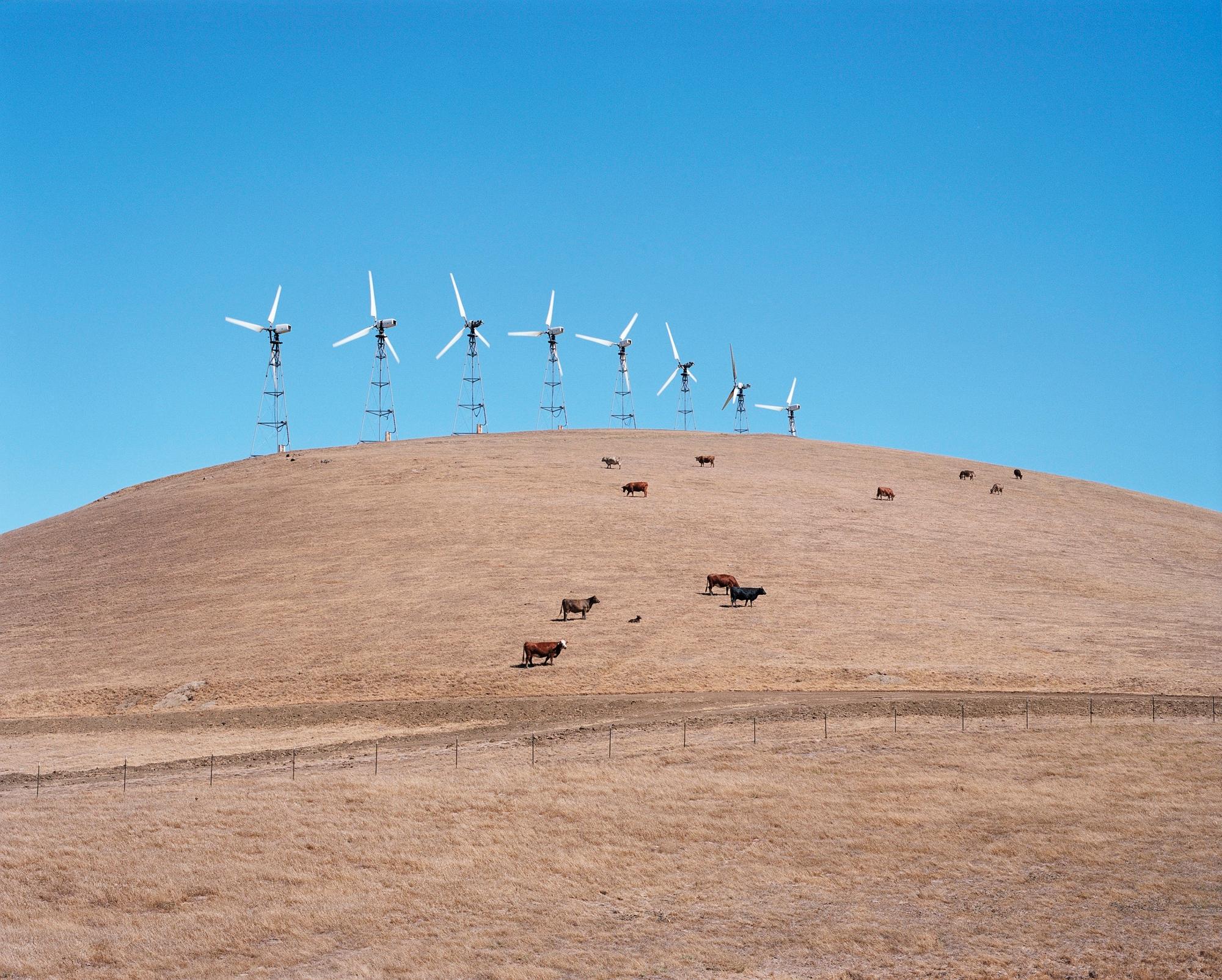 Herd, contemporary documentary photography, herd of cows and wind farm