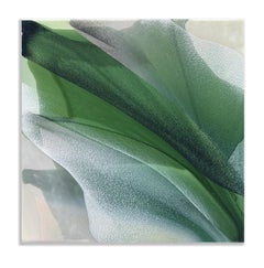 Magnolia XI