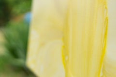 Sunflower Abstract Flower