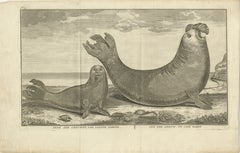 Marine Creatures in an Old Engraving: A Sea Lioness and a Sea Elephant, 1765