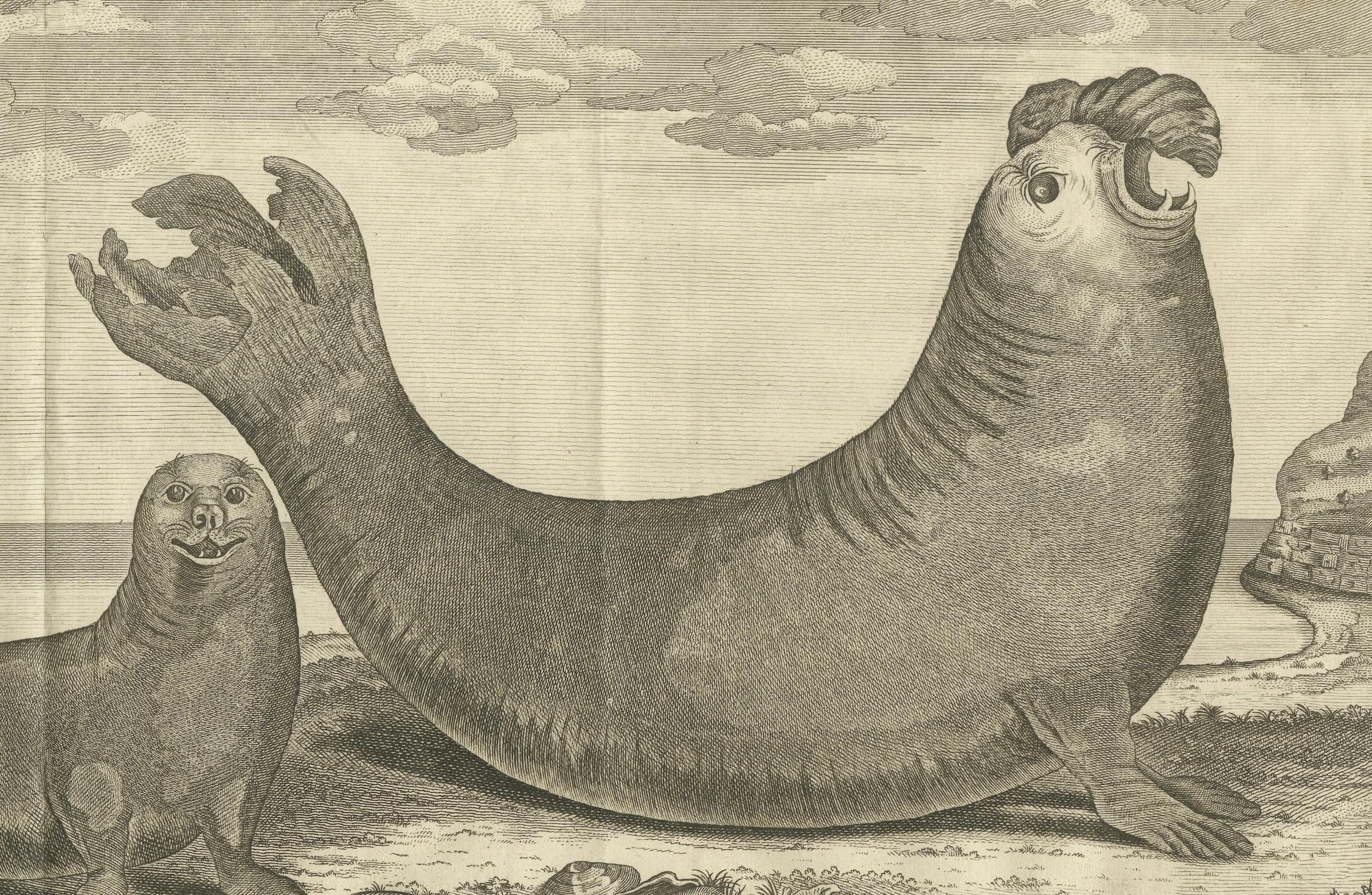 Criaturas marinas en un grabado antiguo: Una leona marina y un elefante marino, 1765 Grabado en venta