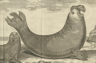 Marine Creatures in an Old Engraving: A Sea Lioness and a Sea Elephant, 1765, view 3