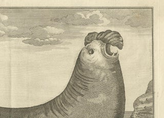 Marine Creatures in an Old Engraving: A Sea Lioness and a Sea Elephant, 1765, view 4