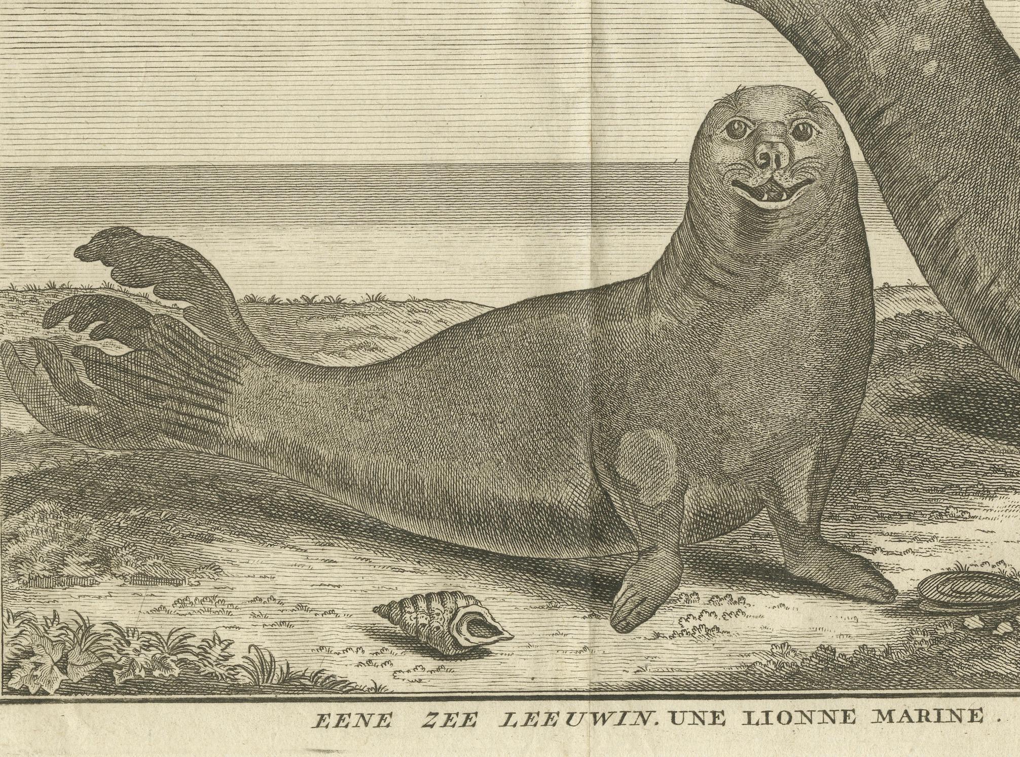 Criaturas marinas en un grabado antiguo: Una leona marina y un elefante marino, 1765 mediados del siglo XVIII en venta
