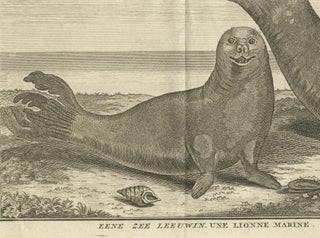 Marine Creatures in an Old Engraving: A Sea Lioness and a Sea Elephant, 1765, view 5
