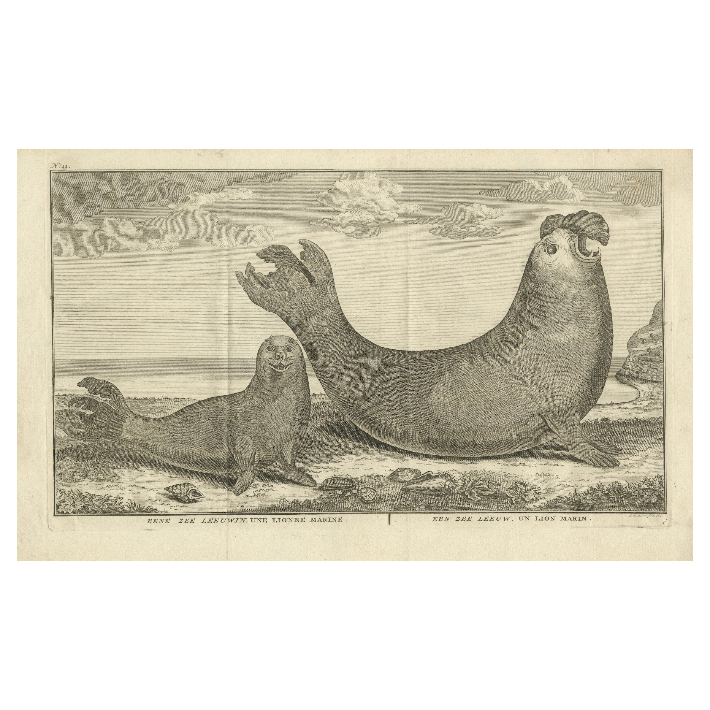 Créatures marines dans une ancienne gravure : une lionne des mers et un éléphant des mers, 1765 en vente